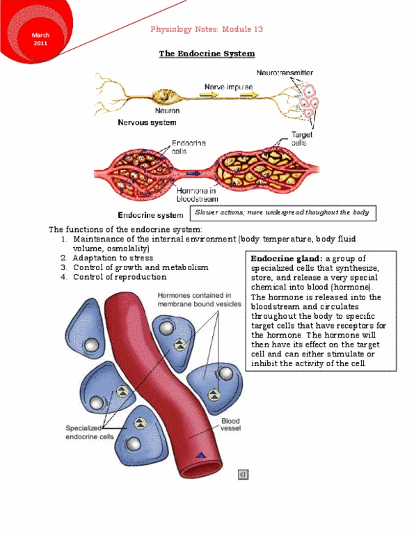 Module 13: The Endocrine System Great diagrams, no extra info