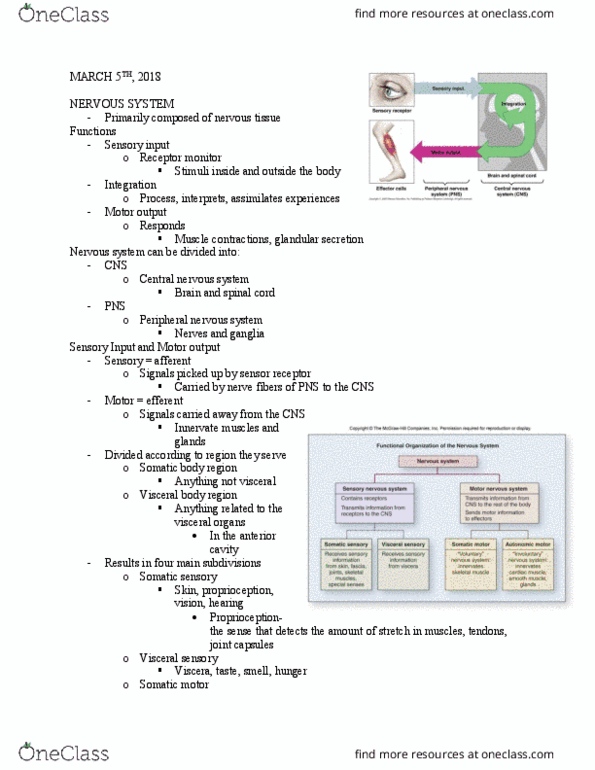 BIOL 240 Lecture Notes - Lecture 17: Autonomic Nervous System, Ependyma, Astrocyte thumbnail