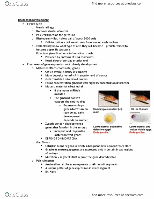 BIOL 2301 Lecture Notes - Lecture 22: Gastrulation, Mutation thumbnail