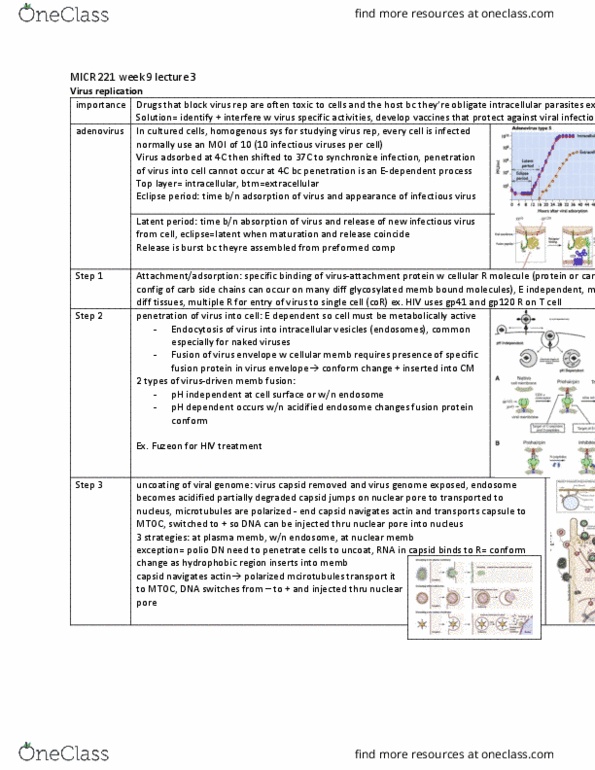 MICR 221 Lecture Notes - Lecture 27: Provirus, Retrovirus, Intermediate 1 thumbnail
