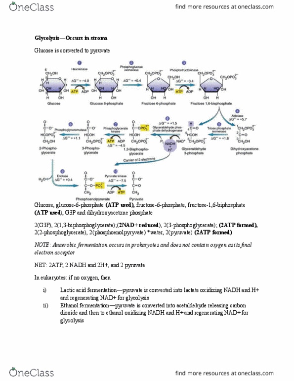 BIOL107 Lecture Notes - Lecture 11: Dihydroxyacetone Phosphate, Glyceraldehyde 3-Phosphate, Acetaldehyde thumbnail