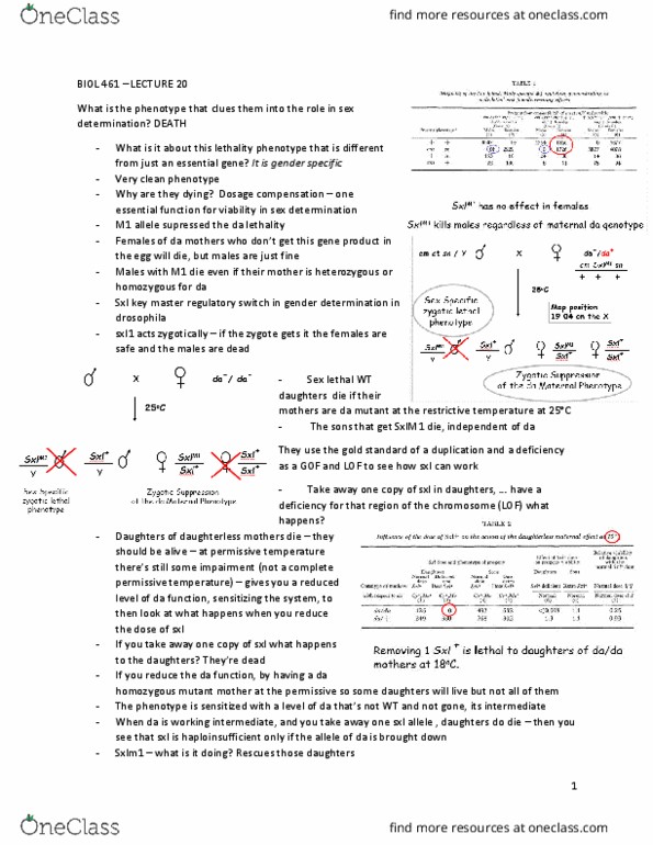 BIOL 461 Lecture Notes - Lecture 11: Exon Skipping, Testis Determining Factor, Gonad thumbnail