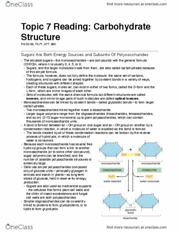 Biochemistry 2280A Chapter Notes - Chapter 7: Trisaccharide, Oligosaccharide, Monosaccharide thumbnail