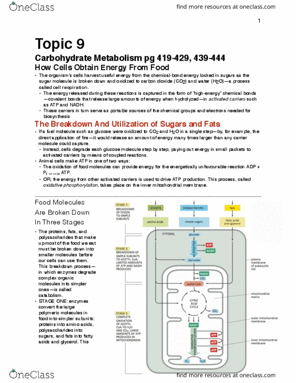 Biochemistry 2280A Chapter Notes - Chapter 9: Allosteric Regulation, Aldehyde, Glyceraldehyde thumbnail