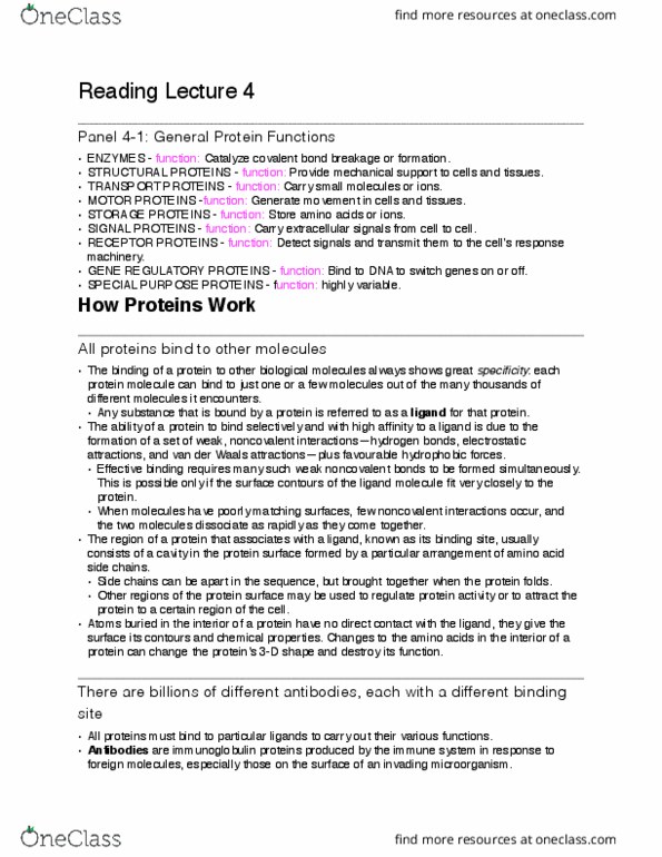 Biochemistry 2280A Chapter Notes - Chapter 4: Rhodopsin, Hemoglobin, Immunoglobulin Light Chain thumbnail