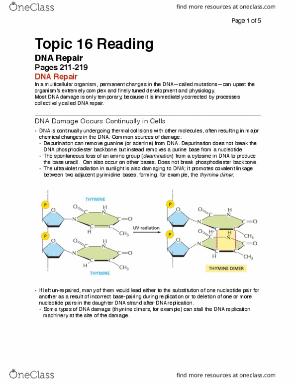 Biochemistry 2280A Chapter Notes - Chapter 16: Hemoglobin, Globin, Homologous Chromosome thumbnail