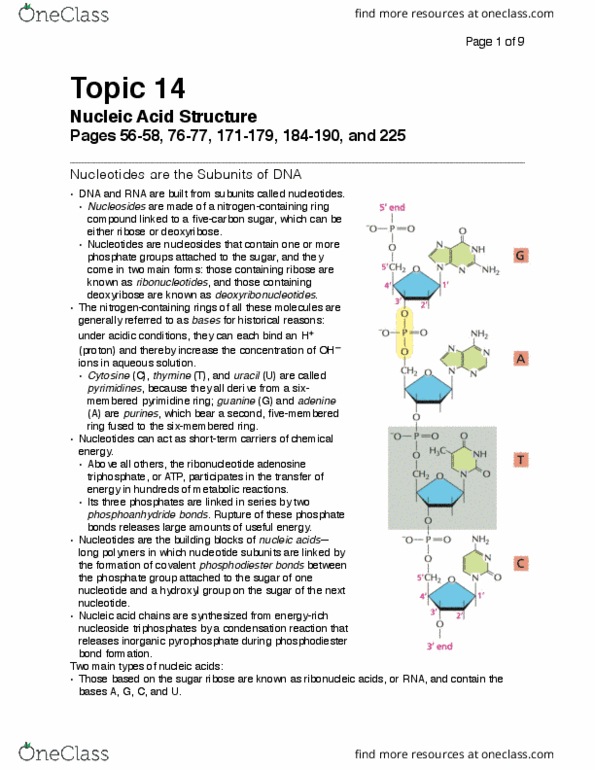 Biochemistry 2280A Chapter Notes - Chapter 14: Arginine, The Blenders, Peptide thumbnail