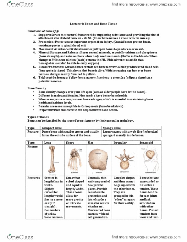 Health Sciences 2300A/B Lecture Notes - Lecture 4: Suprasternal Notch, Carpometacarpal Joint, Vagus Nerve thumbnail
