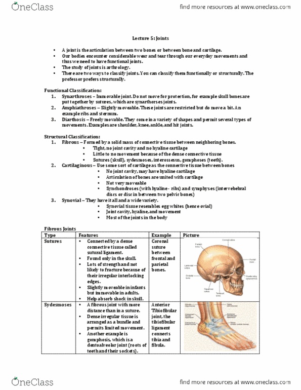 Health Sciences 2300A/B Lecture Notes - Lecture 5: Articular Tubercle, Humerus, Trochlear Notch thumbnail