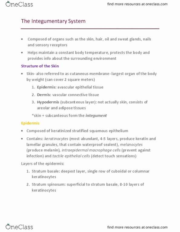 Health Sciences 2300A/B Chapter Notes - Chapter 5: Cuticle, Lentigo, Freckle thumbnail