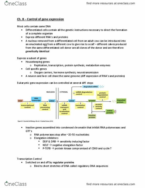 BIL 255 Lecture Notes - Lecture 8: Different Class, Progenitor Cell, Cellular Differentiation thumbnail