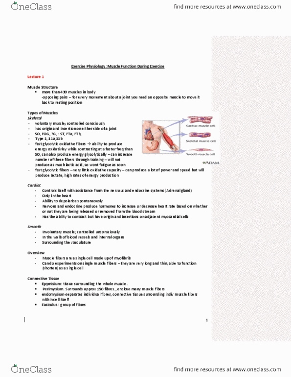 Kinesiology 2230A/B Lecture Notes - Sarcomere, Soleus Muscle, Dystrophin thumbnail