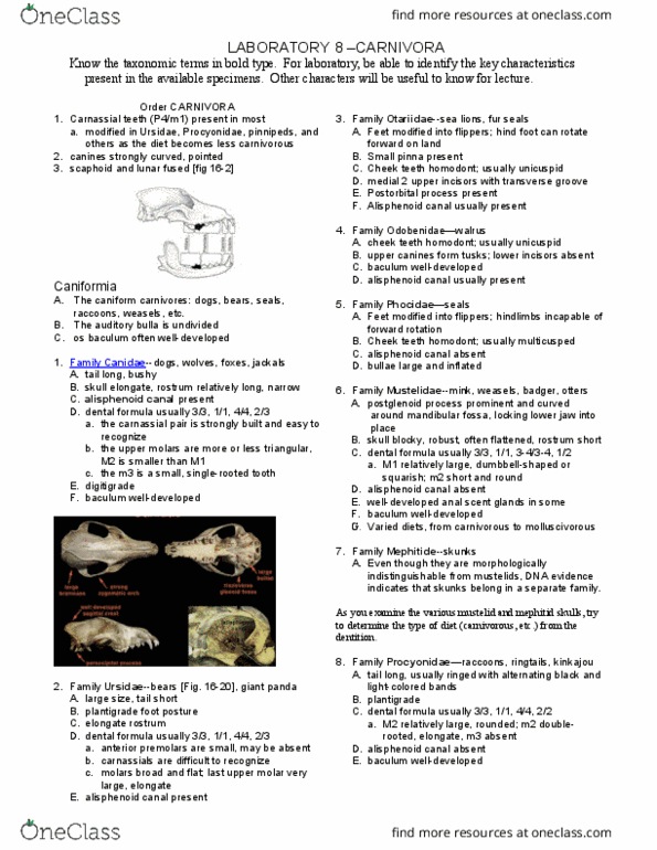 ZOL 365 Lecture Notes - Lecture 1: Greater Wing Of Sphenoid Bone, Tympanic Part Of The Temporal Bone, Mustelidae thumbnail