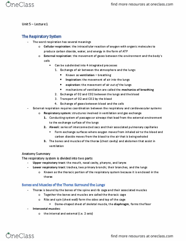 BIOL 2420 Lecture Notes - Lecture 1: Respiratory Tract, Intercostal Muscle, Thoracic Wall thumbnail