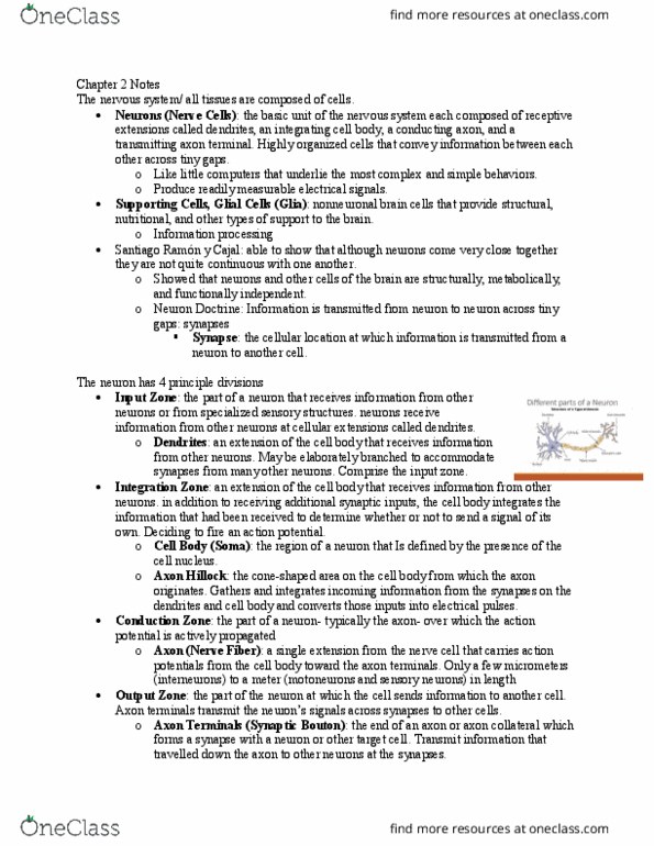 PSYC 273 Lecture Notes - Lecture 2: Axon Terminal, Neuroglia, Motor Neuron thumbnail