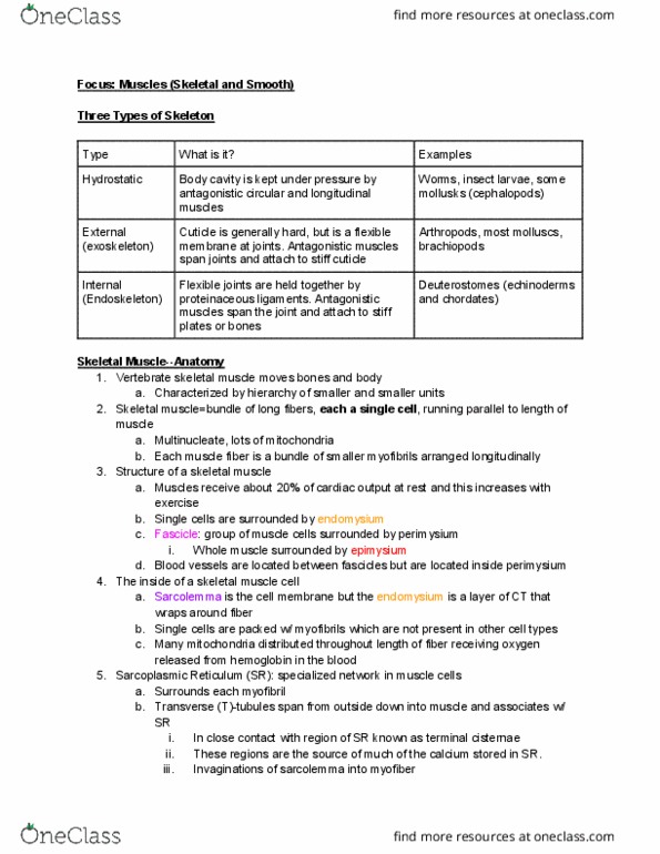 BIOG 1440 Lecture Notes - Lecture 17: Endoplasmic Reticulum, T-Tubule, Skeletal Muscle thumbnail