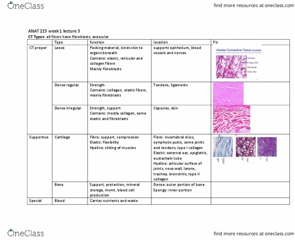 ANAT 215 Lecture Notes - Lecture 3: Type Ii Collagen, Pubic Symphysis, Type I Collagen thumbnail