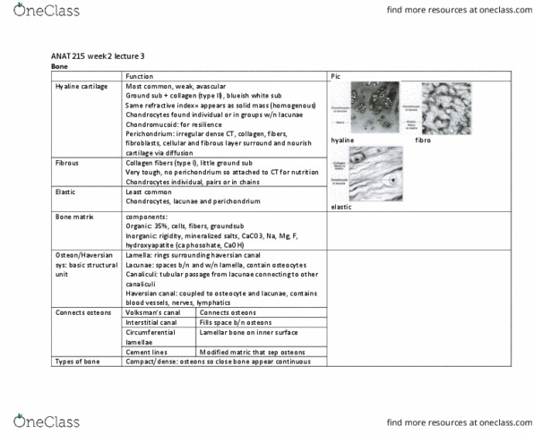 ANAT 215 Lecture Notes - Lecture 6: Haversian Canal, Hyaline Cartilage, Perichondrium thumbnail