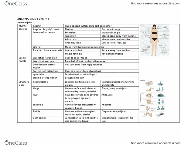 ANAT 215 Lecture Notes - Lecture 9: Synovial Joint, Anatomical Terms Of Motion, Clavicle thumbnail