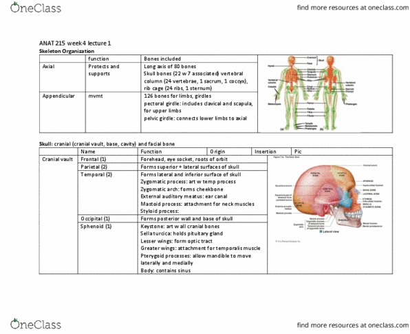 ANAT 215 Lecture Notes - Lecture 10: Shoulder Girdle, Cranial Vault, Zygomatic Arch thumbnail
