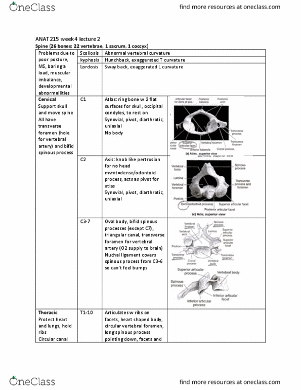 ANAT 215 Lecture Notes - Lecture 11: Vertebra, Nuchal Ligament, Vertebral Artery thumbnail