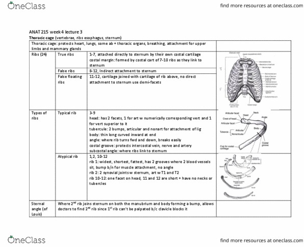 ANAT 215 Lecture Notes - Lecture 12: Rib Cage, Synovial Joint, Tubercle thumbnail