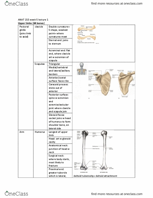 ANAT 215 Lecture Notes - Lecture 13: Deltoid Tuberosity, Acromioclavicular Joint, Greater Tubercle thumbnail