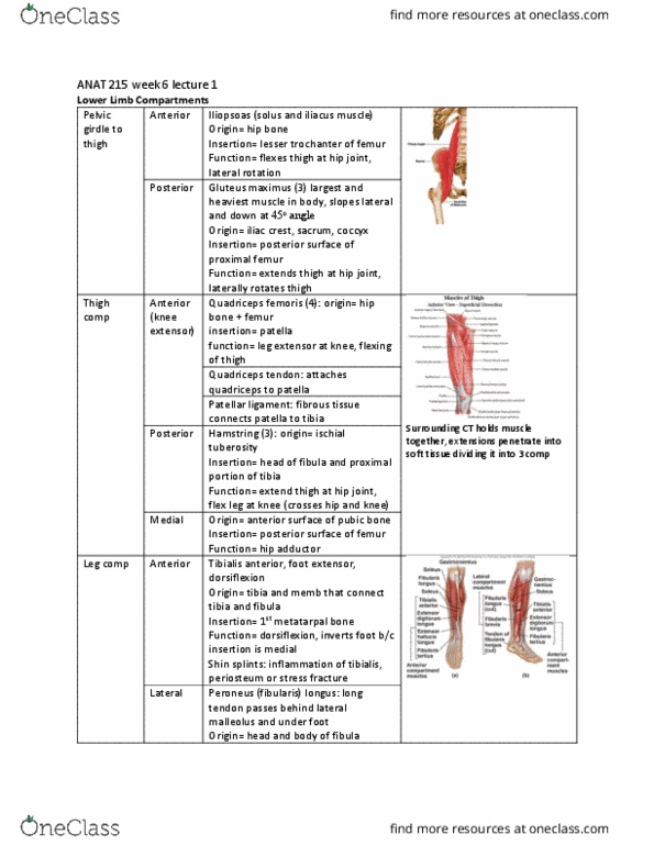 ANAT 215 Lecture Notes - Lecture 16: Gluteus Maximus Muscle, Quadriceps Tendon, Tibialis Anterior Muscle thumbnail