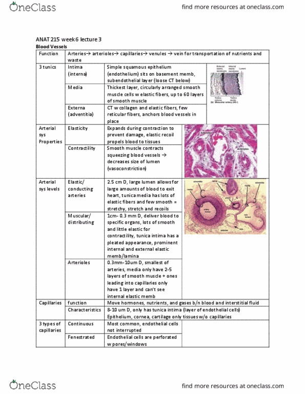ANAT 215 Lecture Notes - Lecture 18: Tunica Intima, Tunica Externa, Simple Squamous Epithelium thumbnail