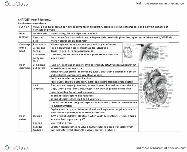 ANAT 215 Lecture Notes - Lecture 19: Interatrial Septum, Coronary Sinus, Coronary Circulation thumbnail