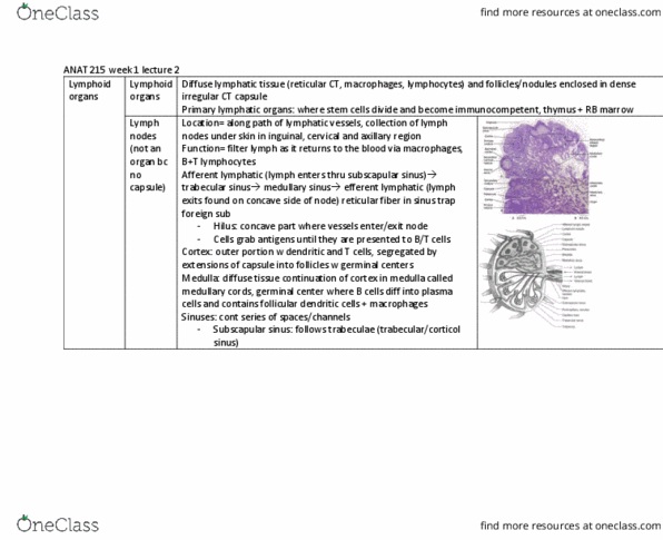 ANAT 216 Lecture Notes - Lecture 2: Follicular Dendritic Cells, Reticular Fiber, Germinal Center thumbnail