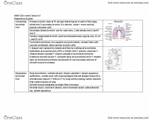 ANAT 216 Lecture Notes - Lecture 5: Pulmonary Alveolus, Simple Squamous Epithelium, Goblet Cell thumbnail