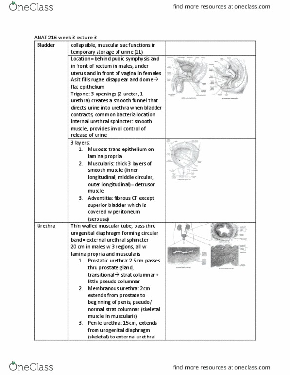 ANAT 216 Lecture Notes - Lecture 8: Urinary Meatus, Lamina Propria, Prostatic Urethra thumbnail