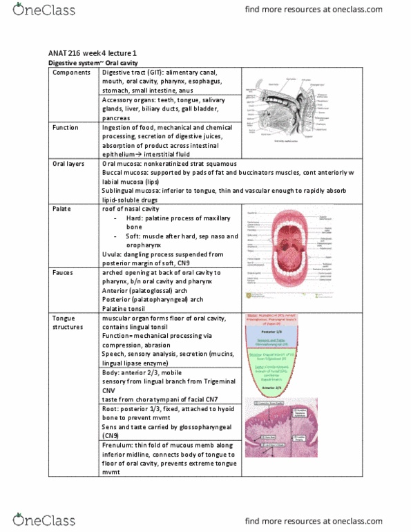 ANAT 216 Lecture Notes - Lecture 9: Lingual Tonsils, Palatine Tonsil, Gastrointestinal Tract thumbnail