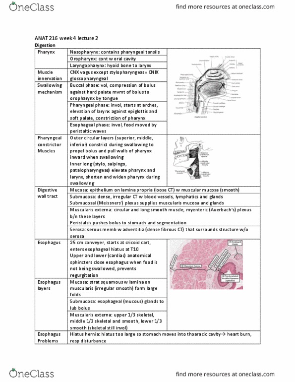 ANAT 216 Lecture Notes - Lecture 10: Esophageal Hiatus, Muscularis Mucosae, Hiatus Hernia thumbnail