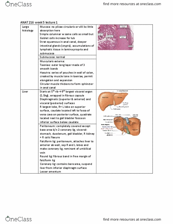 ANAT 216 Lecture Notes - Lecture 12: Portal Vein, Common Bile Duct, Hepatic Veins thumbnail