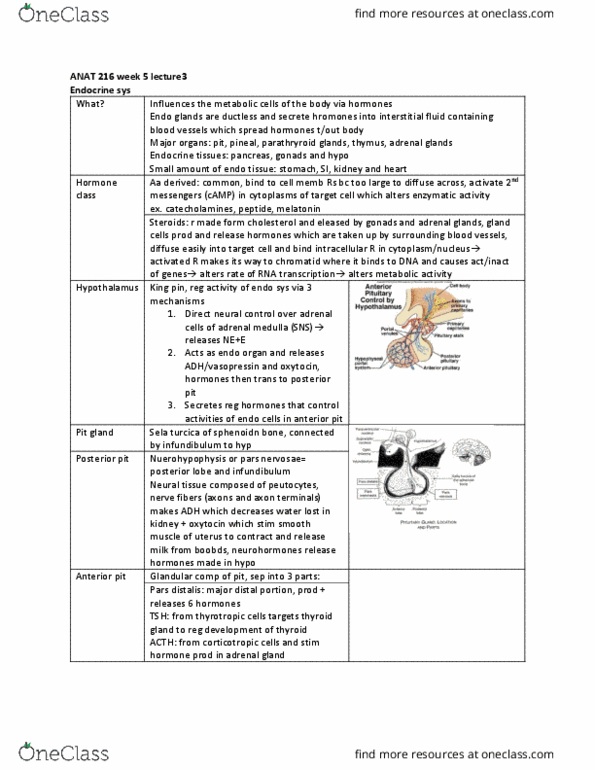 ANAT 216 Lecture Notes - Lecture 14: Adrenal Gland, Adrenal Medulla, Extracellular Fluid thumbnail