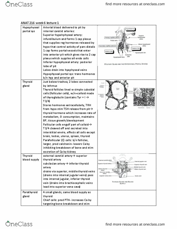 ANAT 216 Lecture Notes - Lecture 15: Inferior Thyroid Artery, Inferior Thyroid Veins, Internal Jugular Vein thumbnail