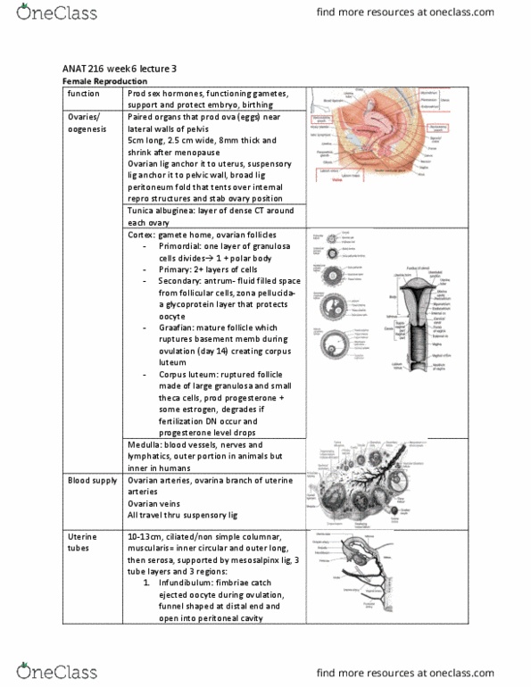 ANAT 216 Lecture Notes - Lecture 17: Corpus Luteum, Zona Pellucida, Uterine Artery thumbnail