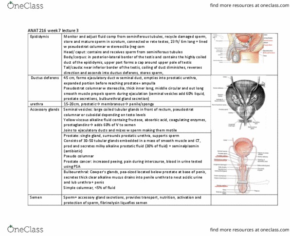 ANAT 216 Lecture Notes - Lecture 20: Prostatic Urethra, Vas Deferens, Ejaculatory Duct thumbnail