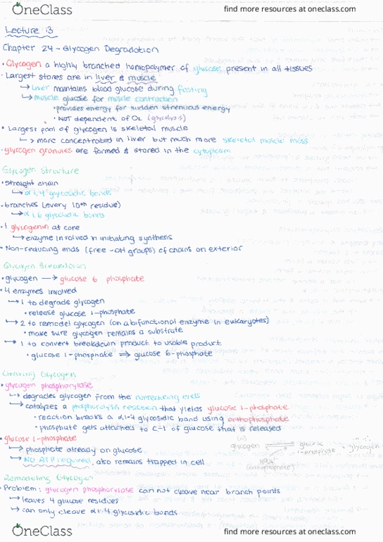 KIN217 Lecture Notes - Lecture 13: Glycogen, Ciprofloxacin thumbnail