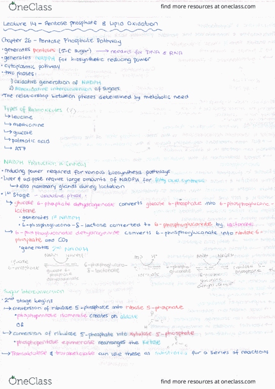 KIN217 Lecture Notes - Lecture 14: Pentose, .Mm thumbnail