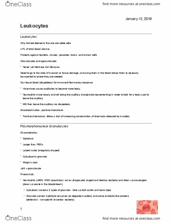 PHS 3342 Lecture Notes - Lecture 3: Leukocyte Extravasation, Granulocyte, Agranulocyte thumbnail