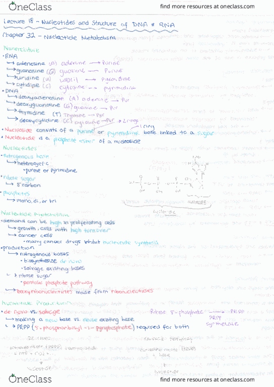 KIN217 Lecture Notes - Lecture 18: Gorn, Sodium Hydroxide, Phosphoribosyl Pyrophosphate thumbnail