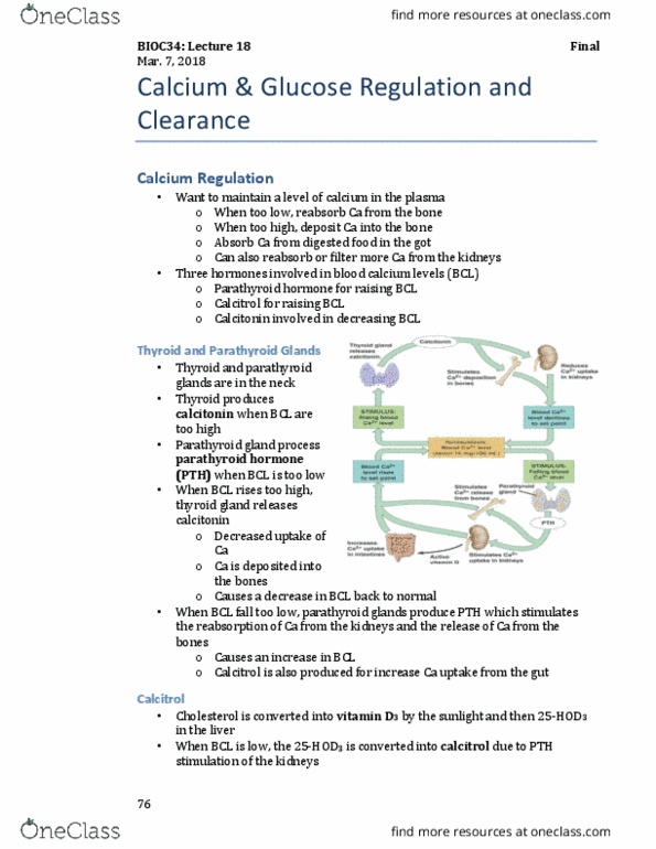 BIOC34H3 Lecture Notes - Lecture 19: Parathyroid Gland, Homeostasis, Thyroid thumbnail