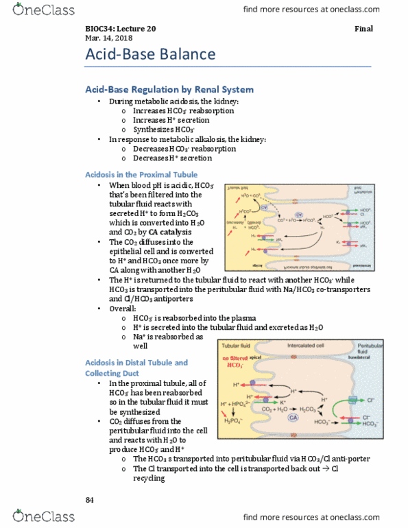 BIOC34H3 Lecture Notes - Lecture 21: Metabolic Acidosis, Tubular Fluid, Proximal Tubule thumbnail