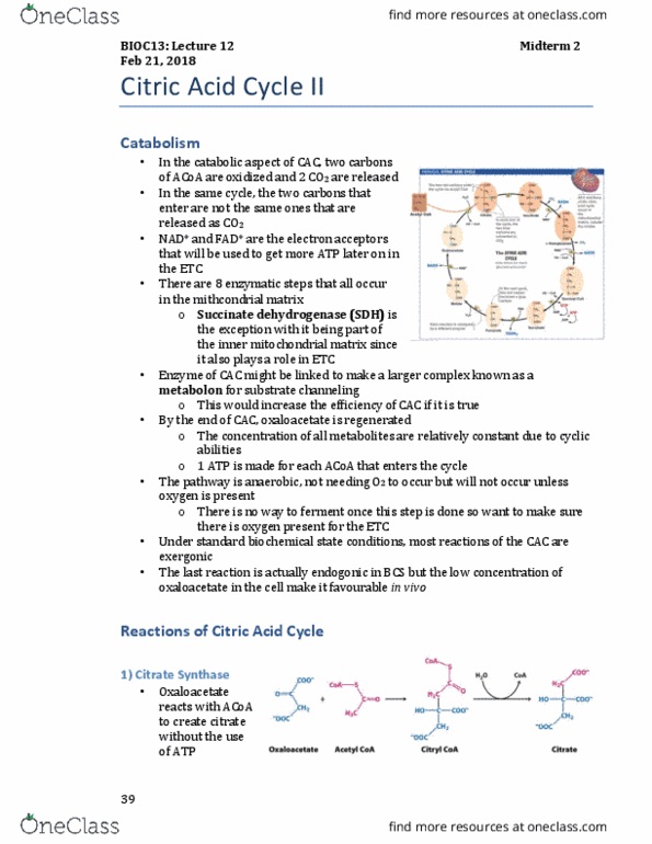 BIOC13H3 Lecture Notes - Lecture 10: Citric Acid Cycle, Succinate Dehydrogenase, Mitochondrial Matrix thumbnail