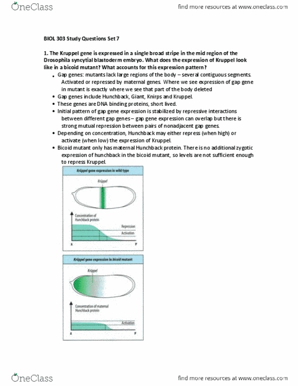 BIOL303 Lecture Notes - Blastoderm, Antennapedia, Zygote thumbnail