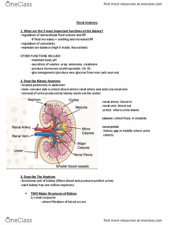 Physiology 2130 Lecture Notes - Lecture 8: Renal Corpuscle, Renal Vein, Renal Pelvis thumbnail
