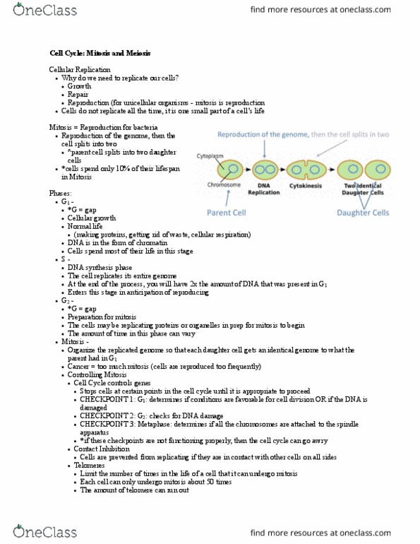 CAS BI 105 Lecture Notes - Lecture 14: Spindle Apparatus, Cellular Respiration, Telomere thumbnail